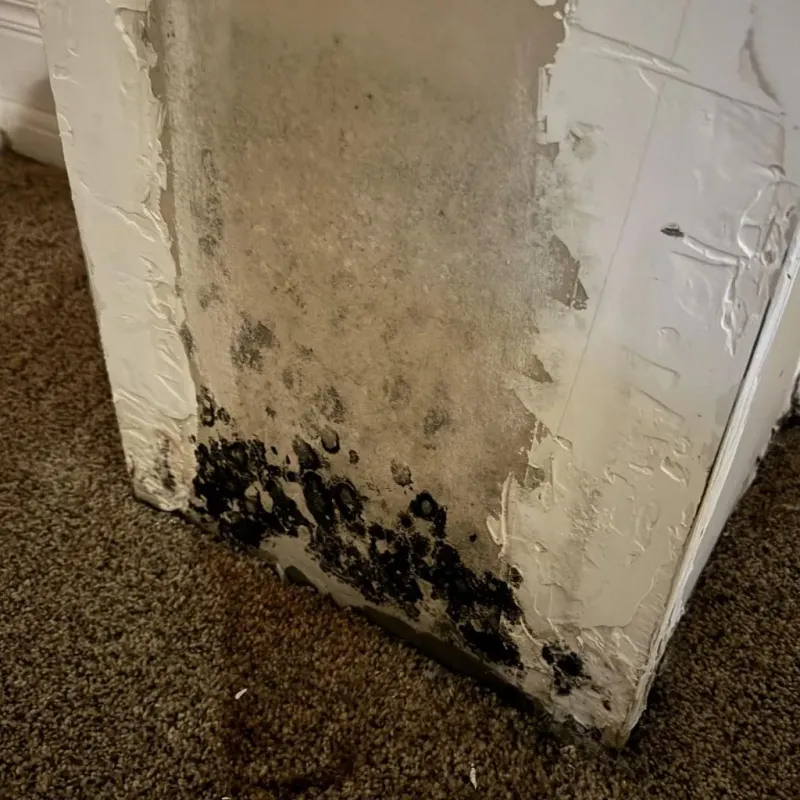 Professional Mold Removal in Long Beach, WA